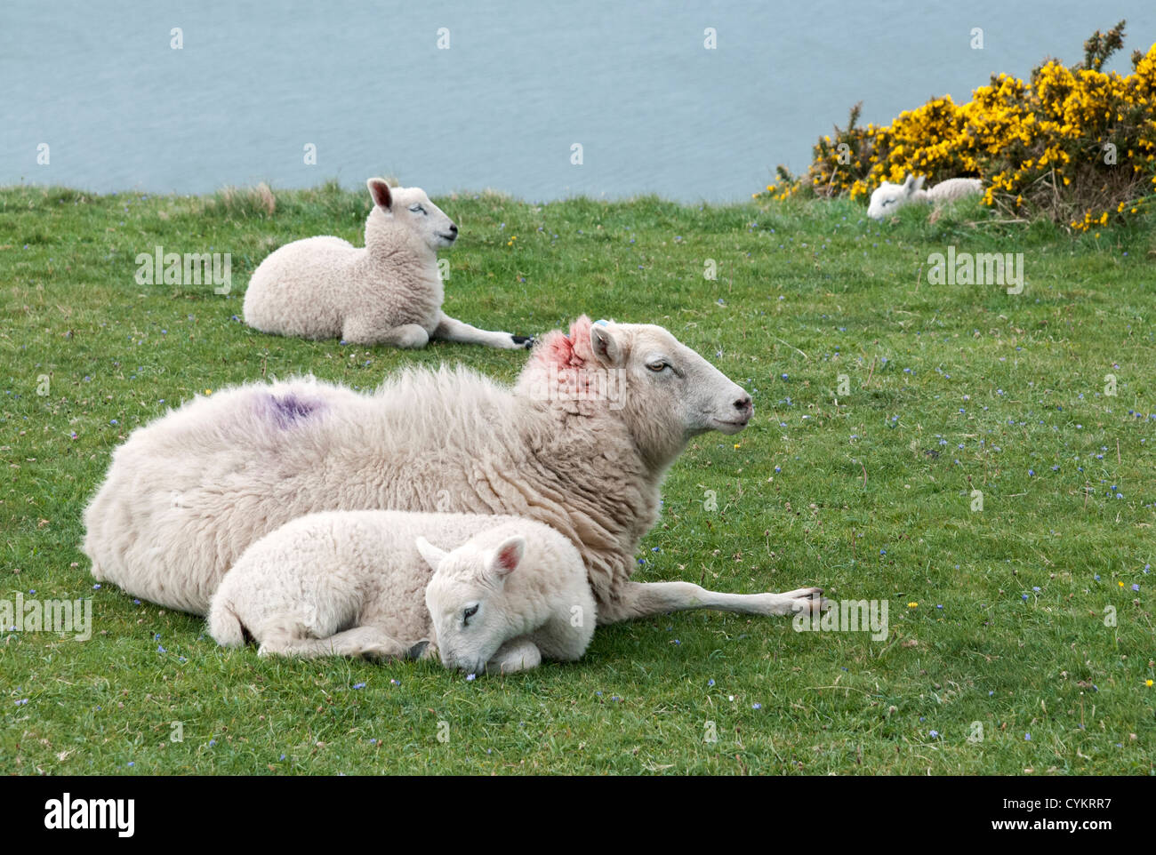 Wales, Gower Peninsula, Rhossili Bay, sheep, ewe, lambs Stock Photo