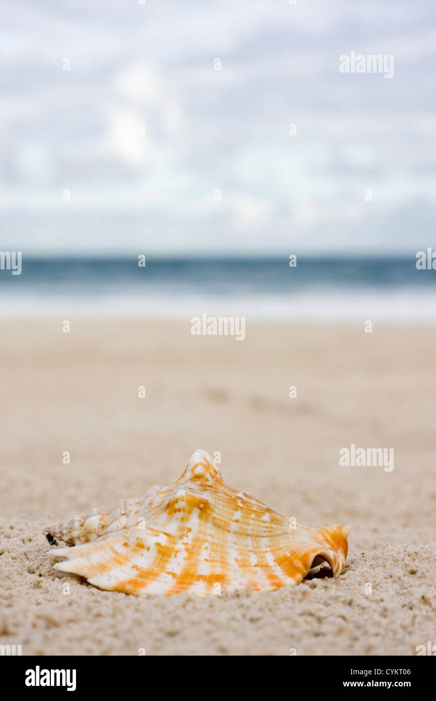 Conch sea shell beach hi-res stock photography and images - Alamy