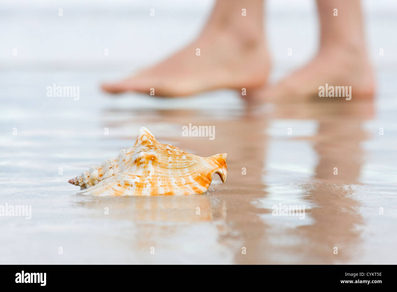Shell on a beach with blurred bare feet in the background Stock Photo ...