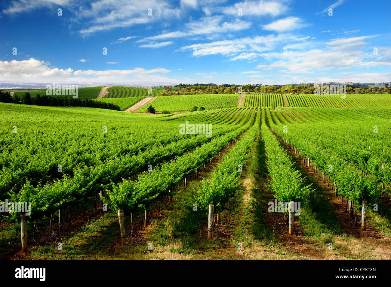 Vineyard in One Tree Hill, South Australia Stock Photo Alamy