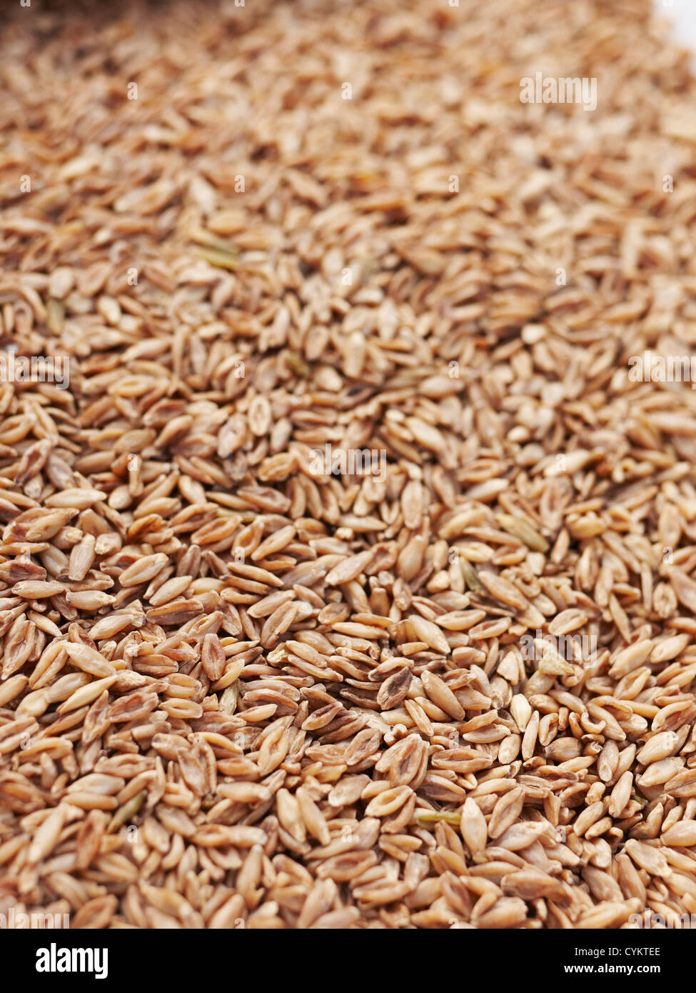 Close up of barley seeds Stock Photo