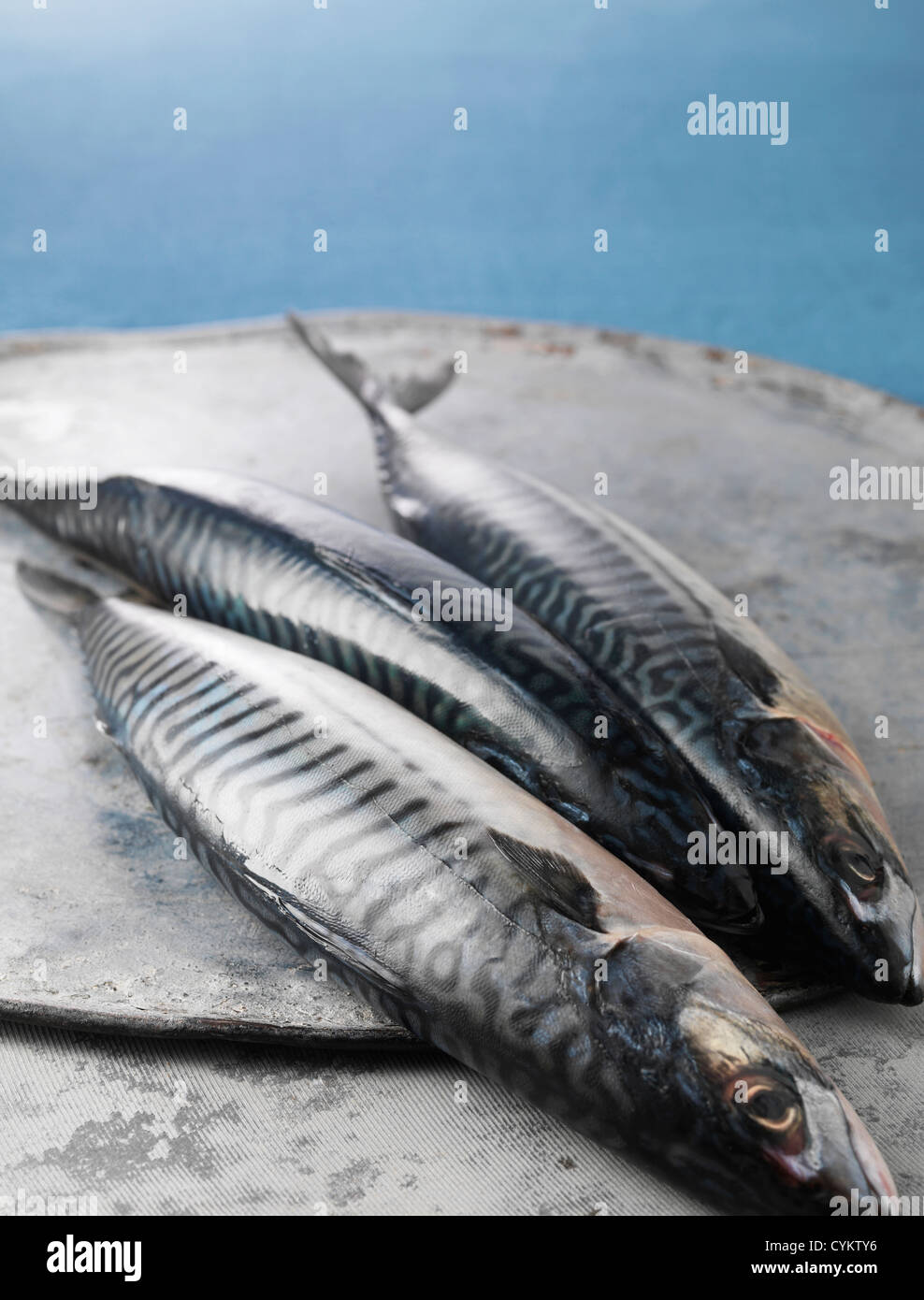 Freshly caught mackerel fish Stock Photo