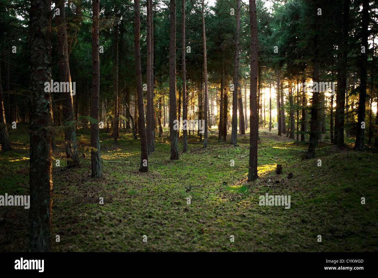 Sun shining through trees in forest Stock Photo - Alamy