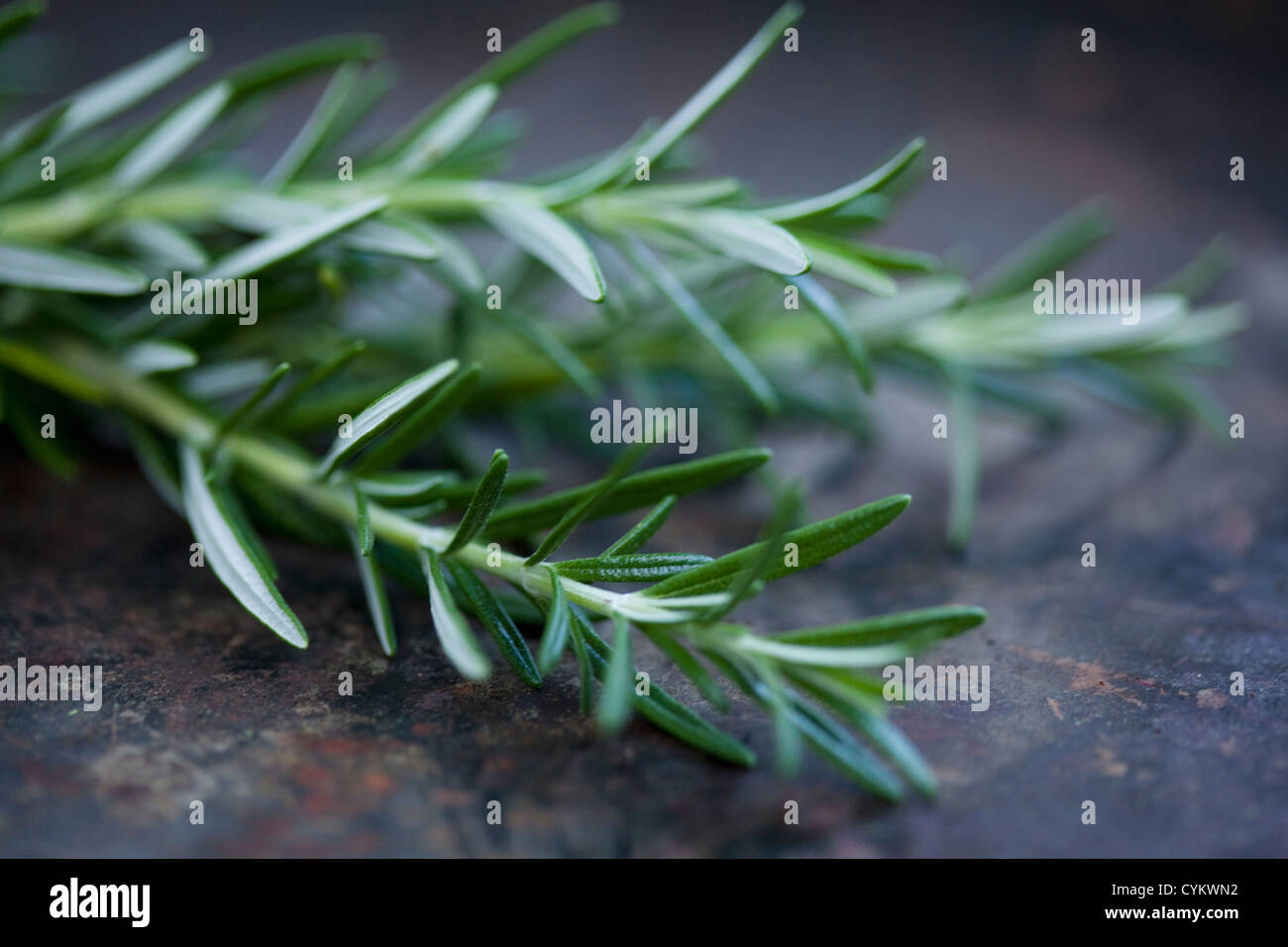 Rosemary plant hires stock photography and images Alamy