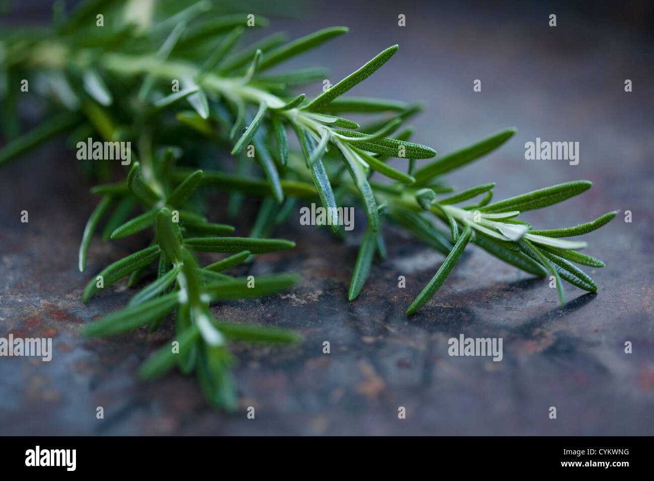 Close up of rosemary leaves Stock Photo