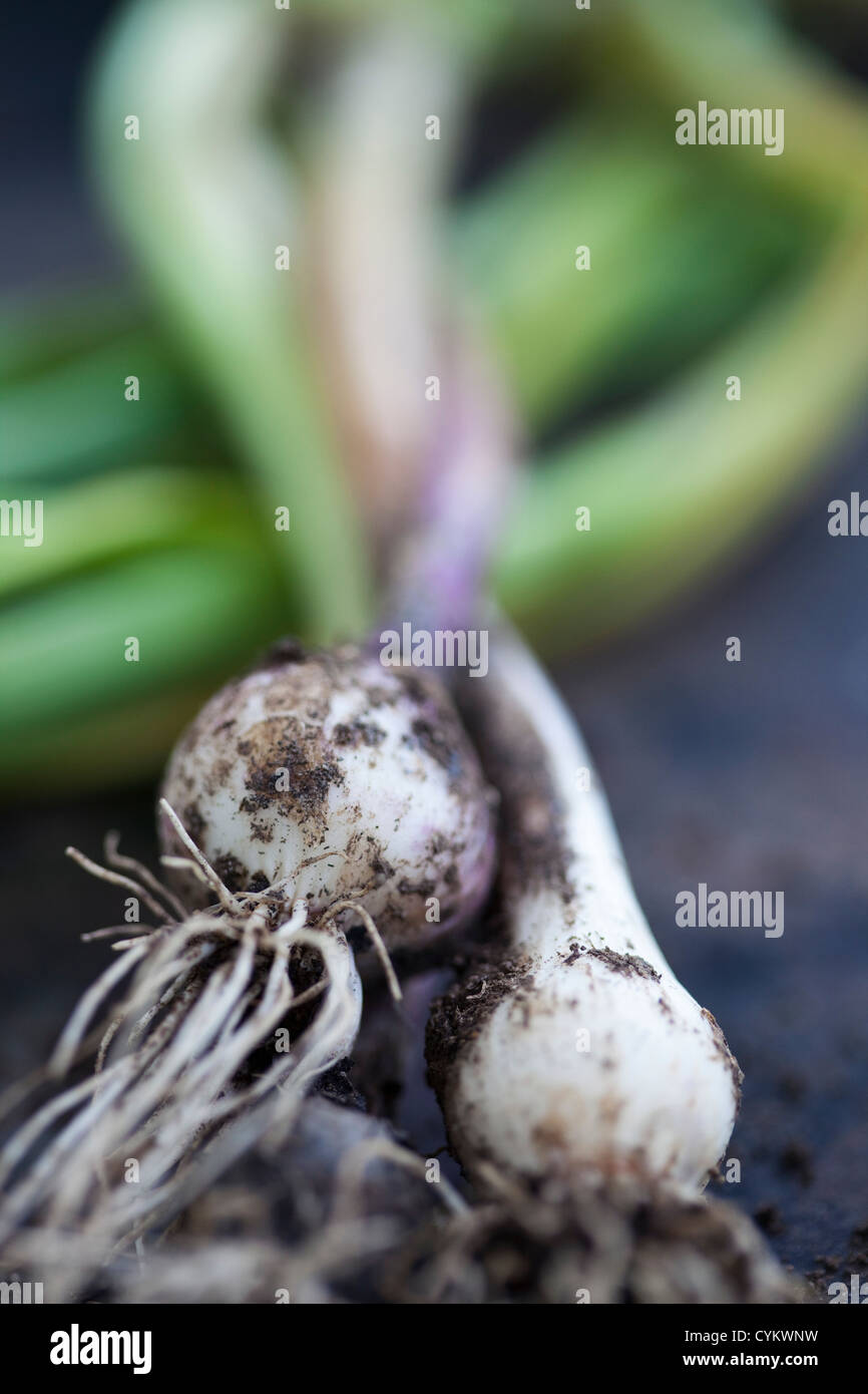 Close up of garlic bulbs Stock Photo