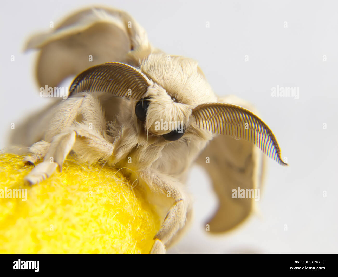 silk cocoon to a butterfly yellow silkworm Stock Photo