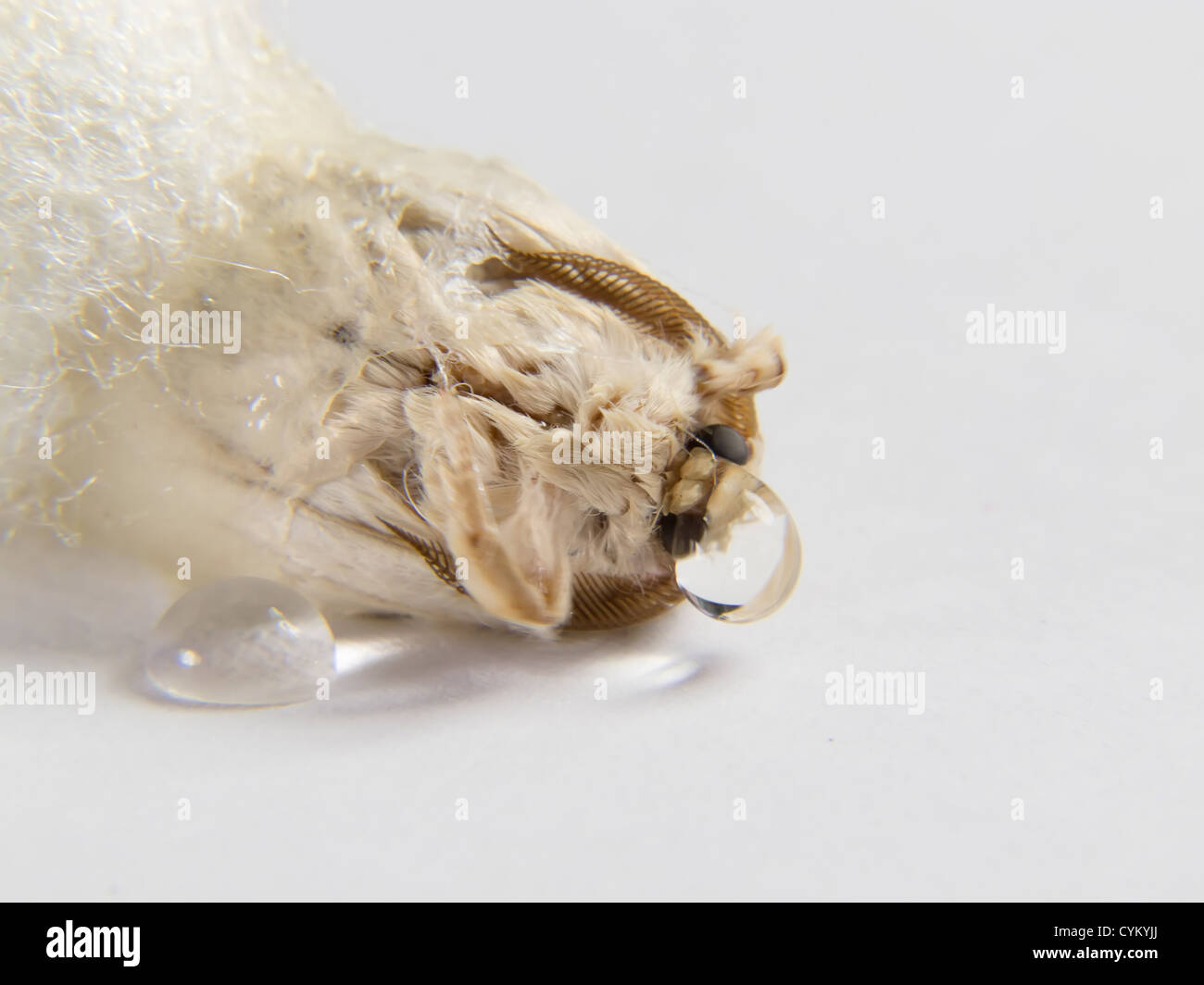 Butterfly leaving cocoon hires stock photography and images Alamy