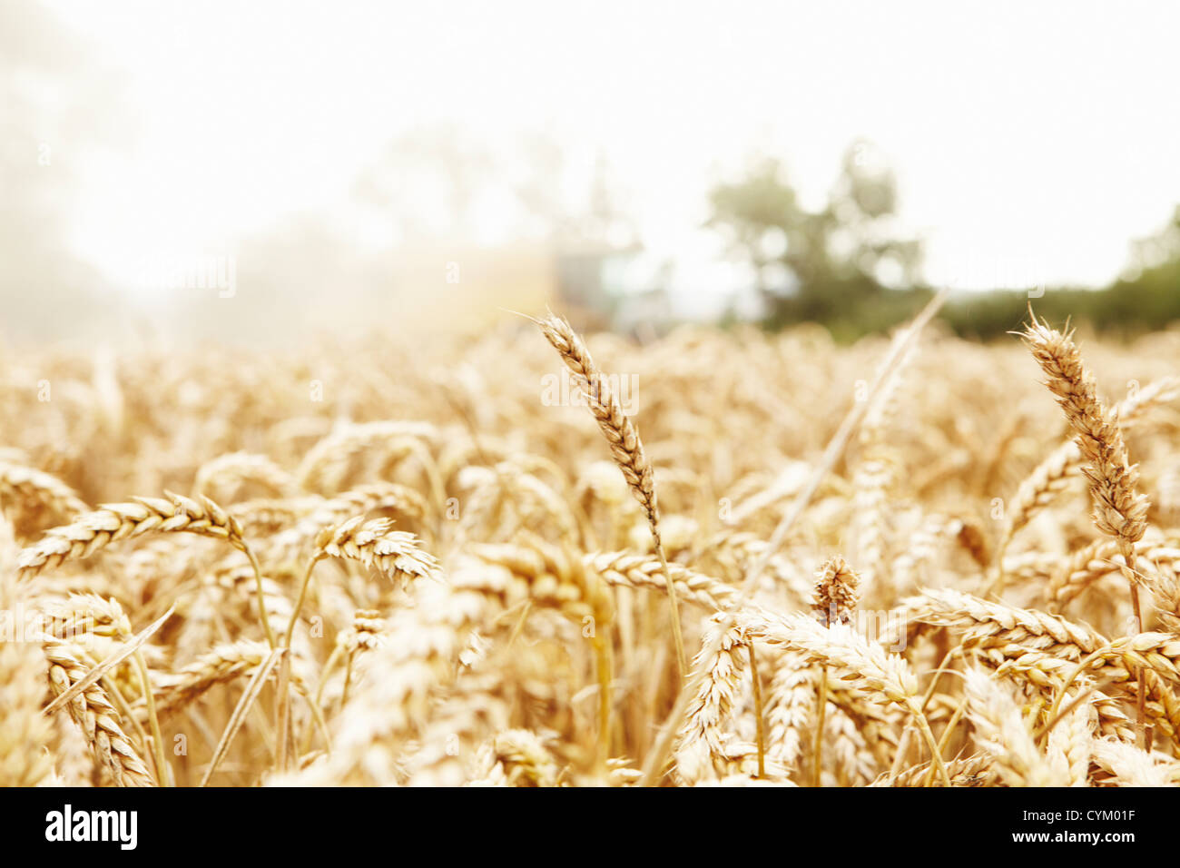 Close up of grains growing in field Stock Photo Alamy