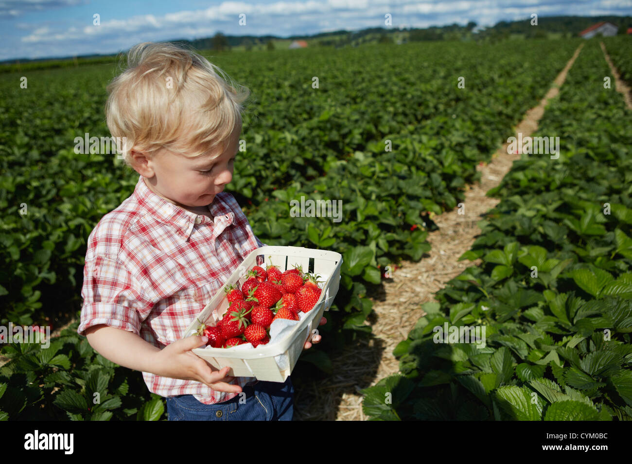 Boy picking strawberries in field Stock Photo - Alamy