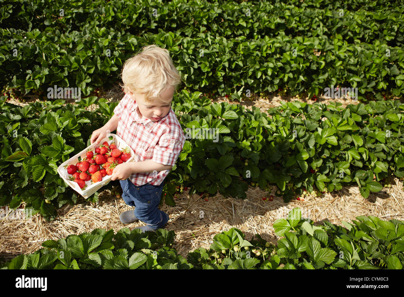 Boy picking strawberries in field Stock Photo - Alamy