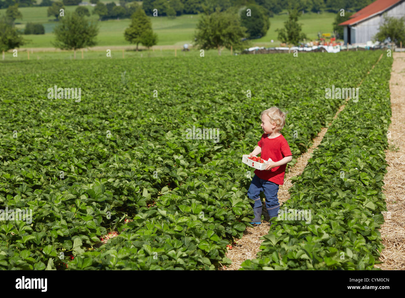 Boy picking strawberries in field Stock Photo - Alamy