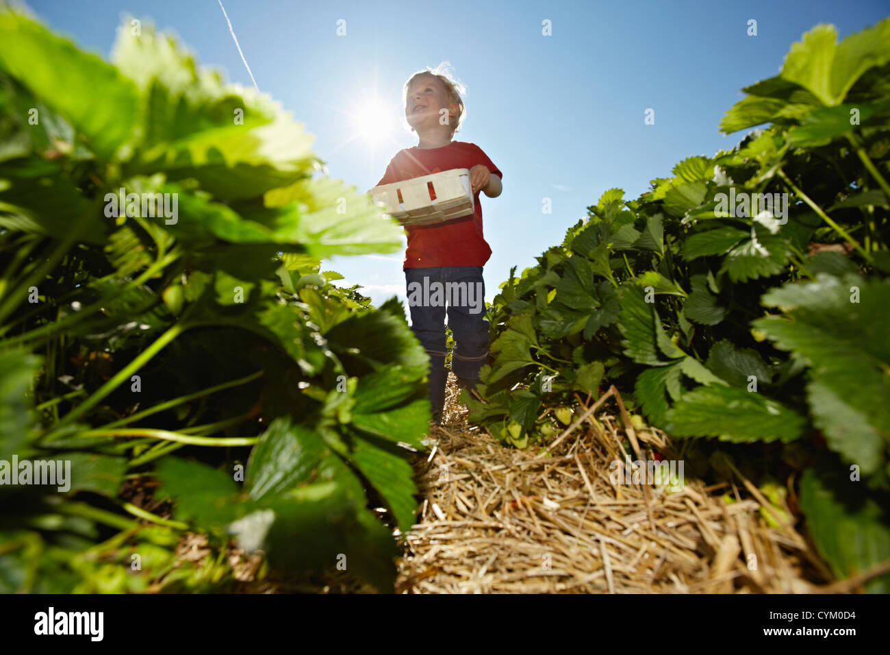 Boy picking strawberries in field Stock Photo - Alamy