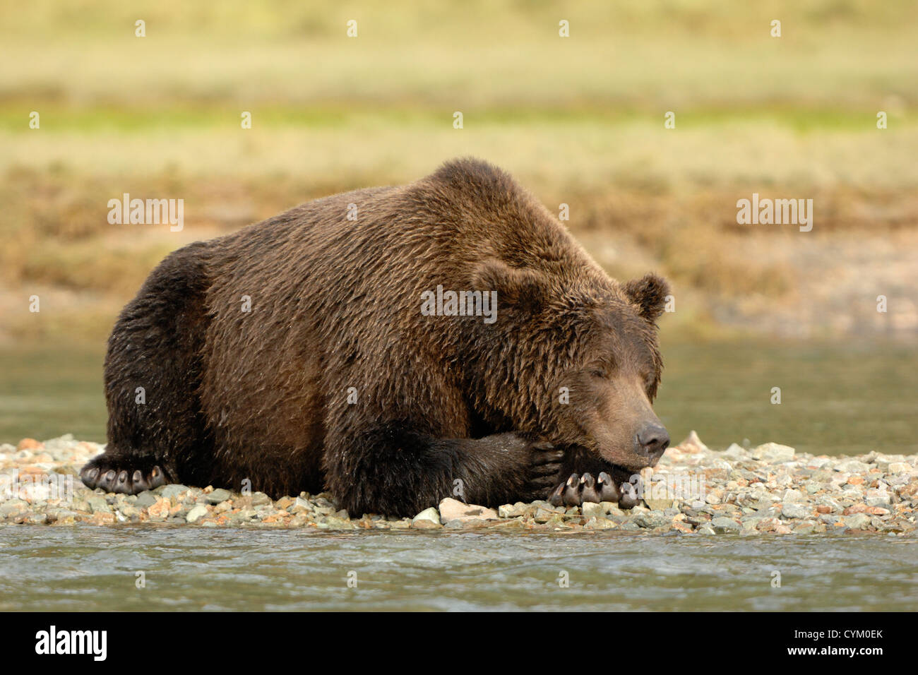 Grizzly Bear (Ursus arctos) lying and sleeping at a river edge, Katmai national park, Alaska, USA. Stock Photo
