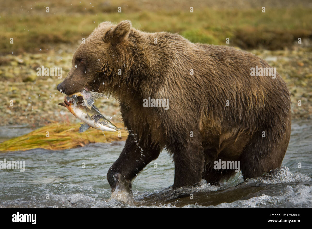 Grizzly Bear (Ursus arctos) with a caught Salmon in river, Katmai national park, Alaska, USA. Stock Photo