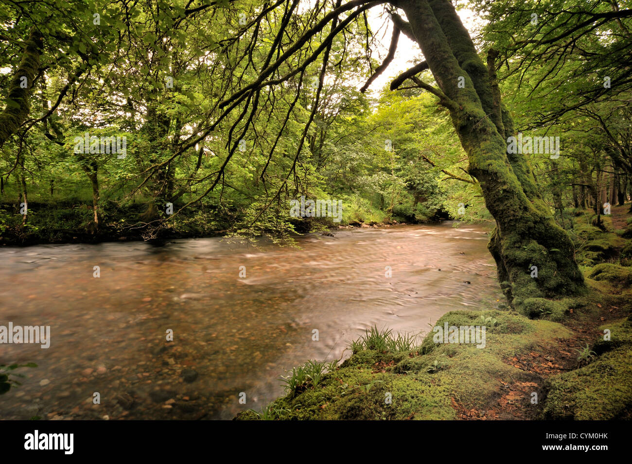 River running through a dense ancient wood Stock Photo