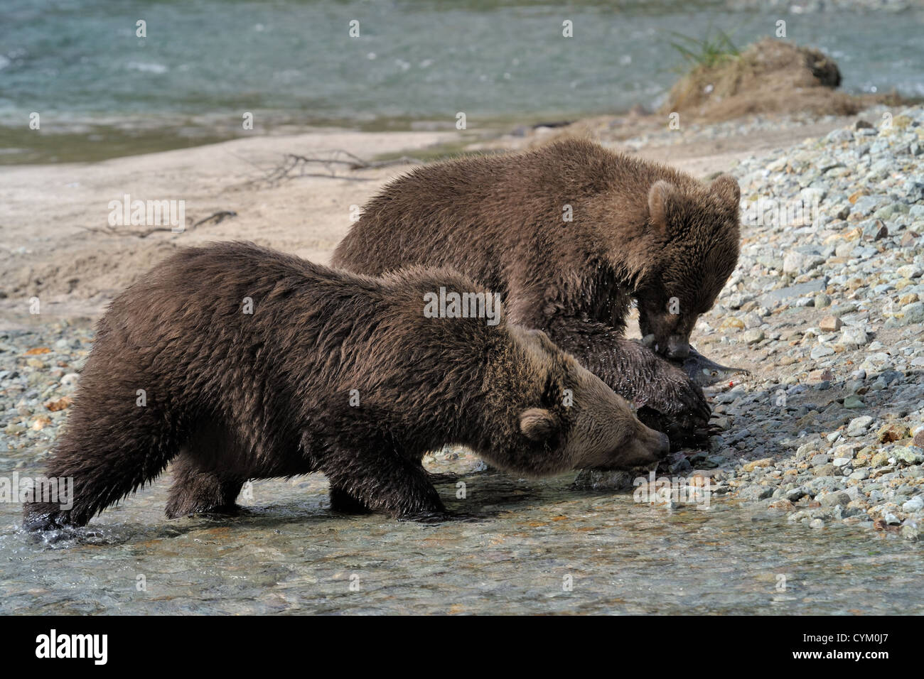 Grizzly Bear (Ursus arctos) cubs eating salmon on a river bank, Katmai national park, Alaska, USA. Stock Photo