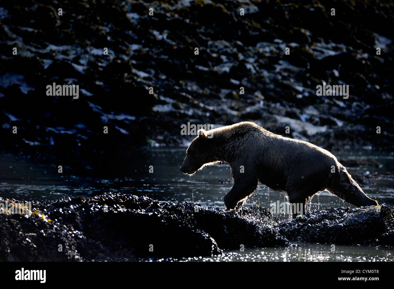 Grizzly Bear (Ursus arctos horribilis) on rock with back light, Katmai national park, Alaska, USA. Stock Photo