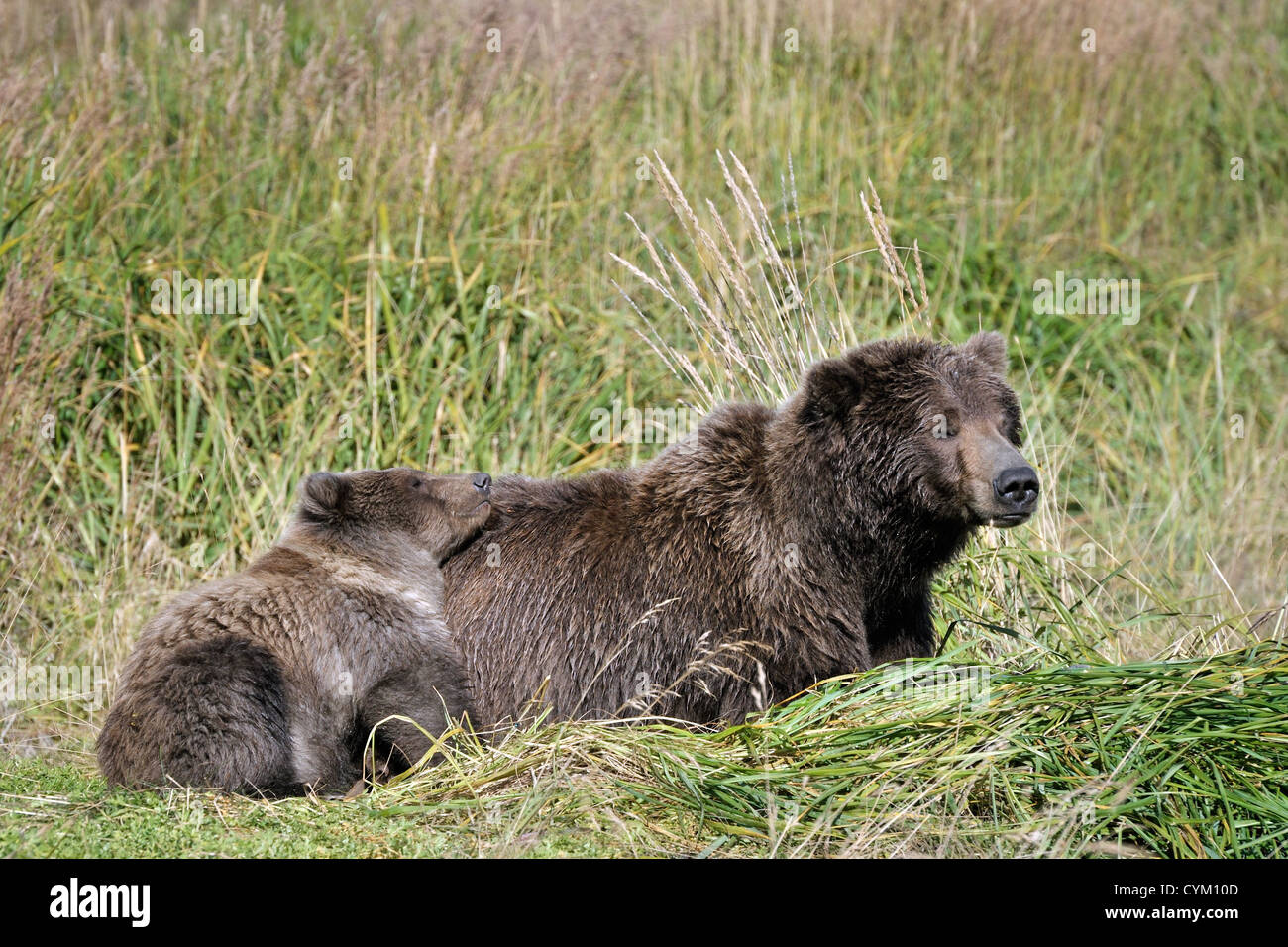 Grizzly Bear mother sleeping with cub. Stock Photo