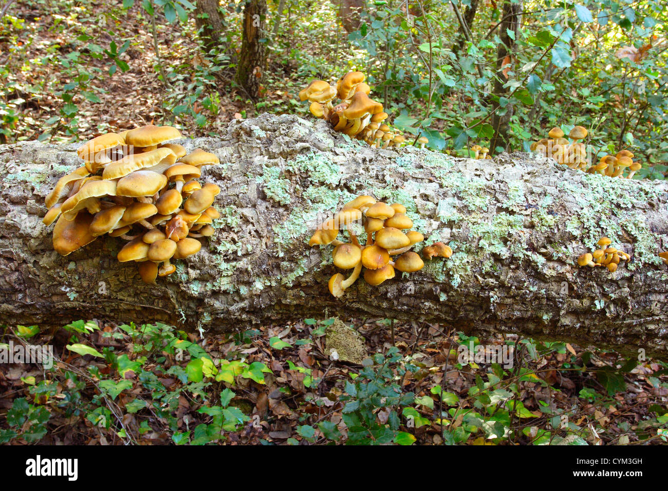 Honey Fungus, Armillaria mellea. Clump on tree trunk Stock Photo