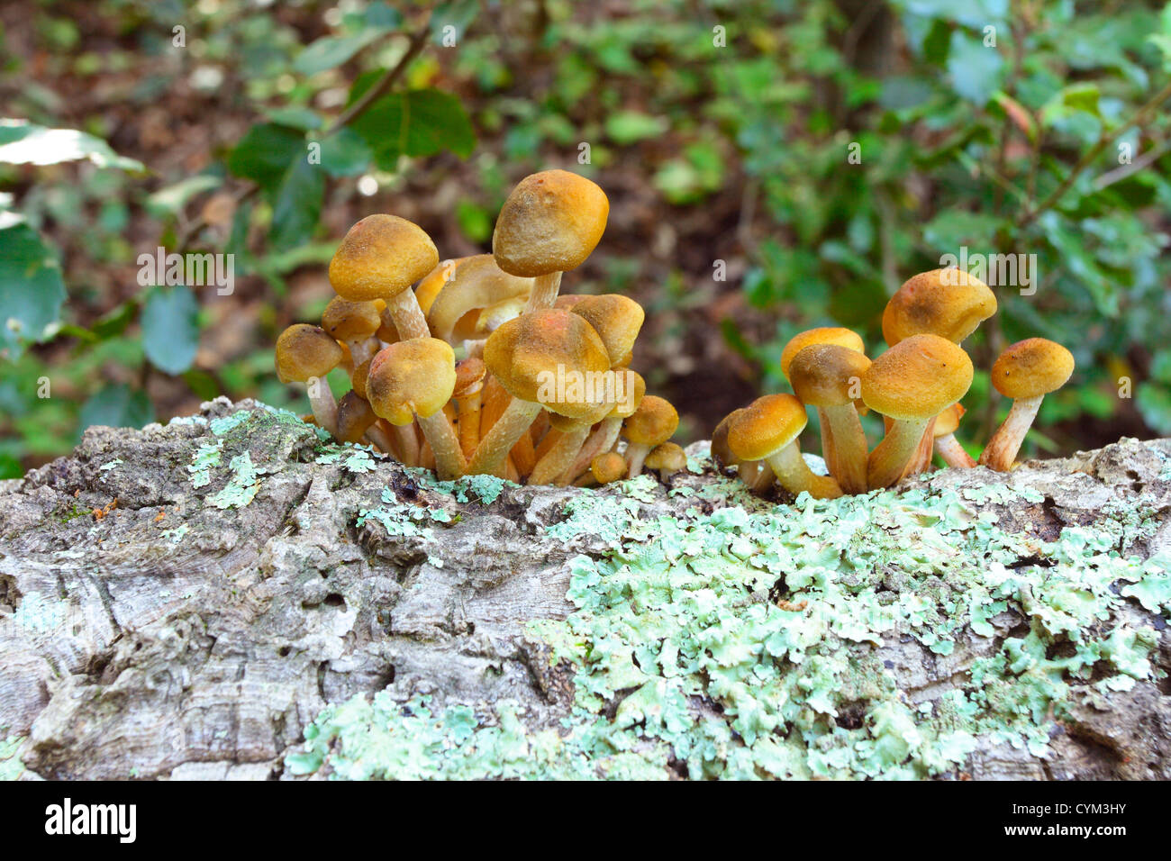 Honey Fungus, Armillaria mellea.Clump on tree trunk Stock Photo