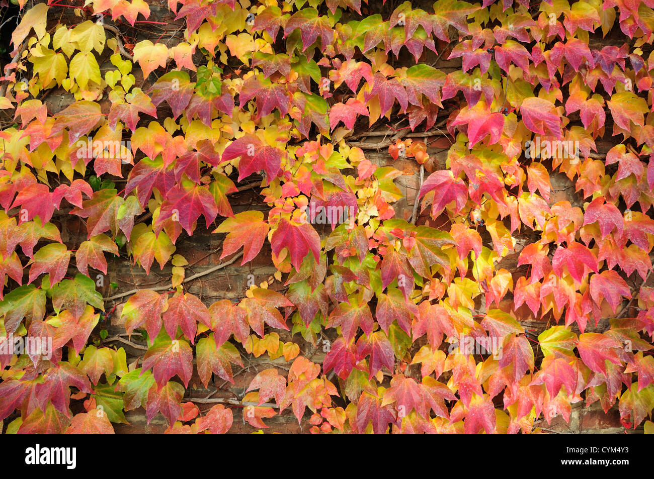 Prague, Czech Republic. Autumn leaves - Boston Ivy / Japanese Creeper (Parthenocissus tricuspidata) Stock Photo