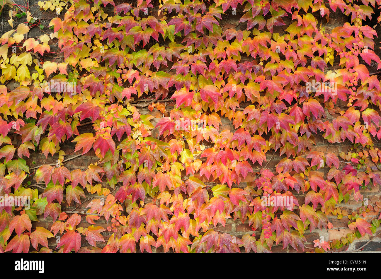 Prague, Czech Republic. Autumn leaves - Boston Ivy / Japanese Creeper (Parthenocissus tricuspidata) Stock Photo