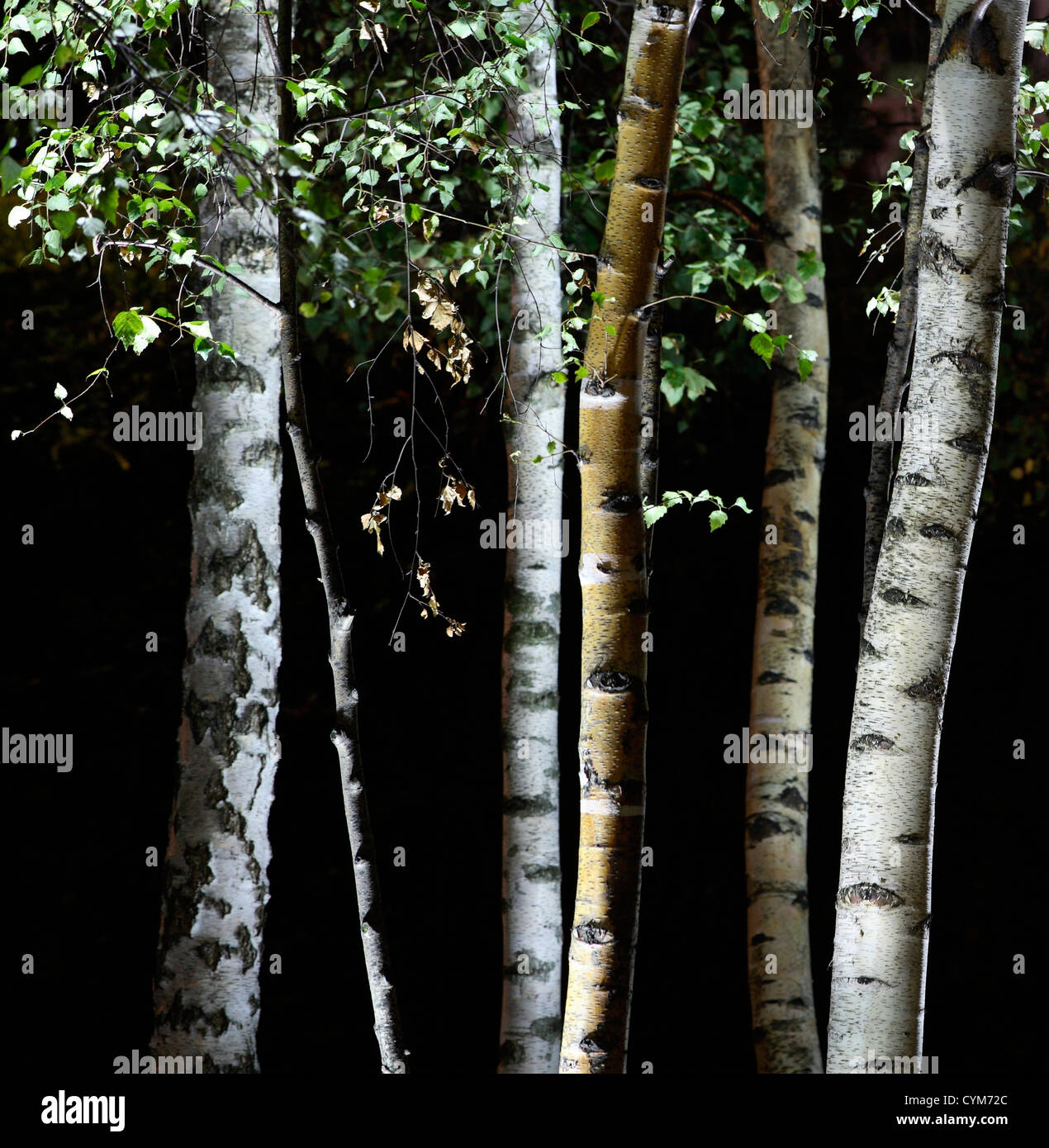 Illuminated birch trees at night hires stock photography and images