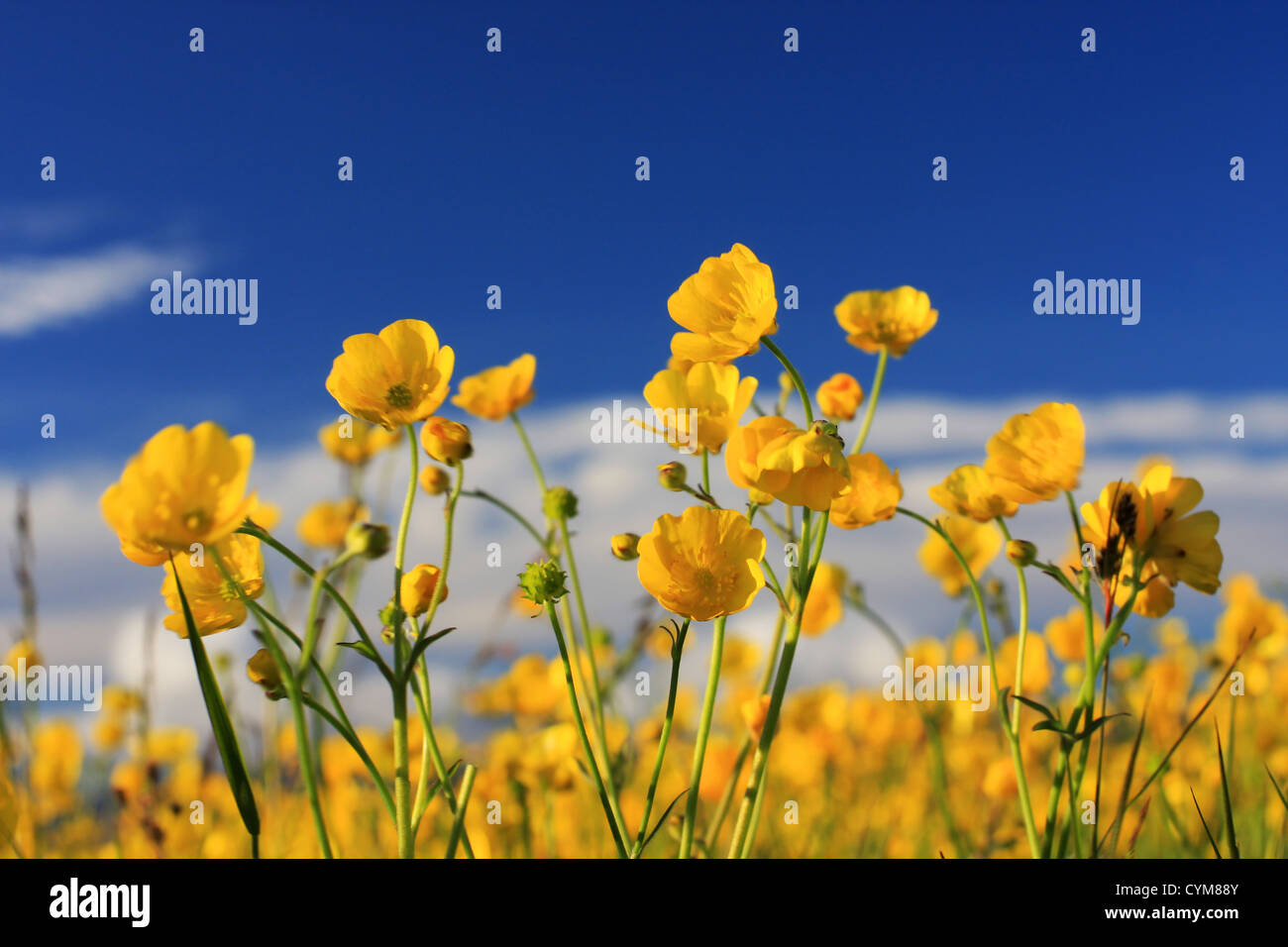 Buttercup hour hi-res stock photography and images - Alamy