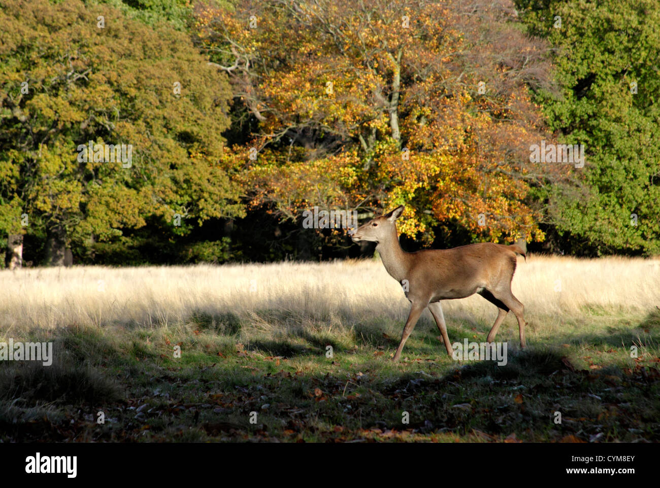 Red deer Richmond Park Surrey Stock Photo