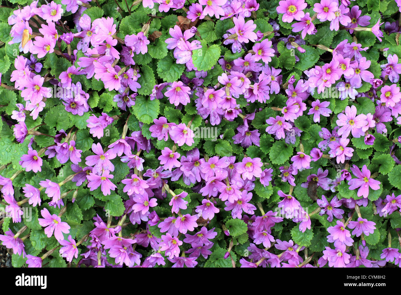 A bunch of pink flowers growing on a small shrub. Intense colour gives almost painterly effect, natural colors and light Stock Photo