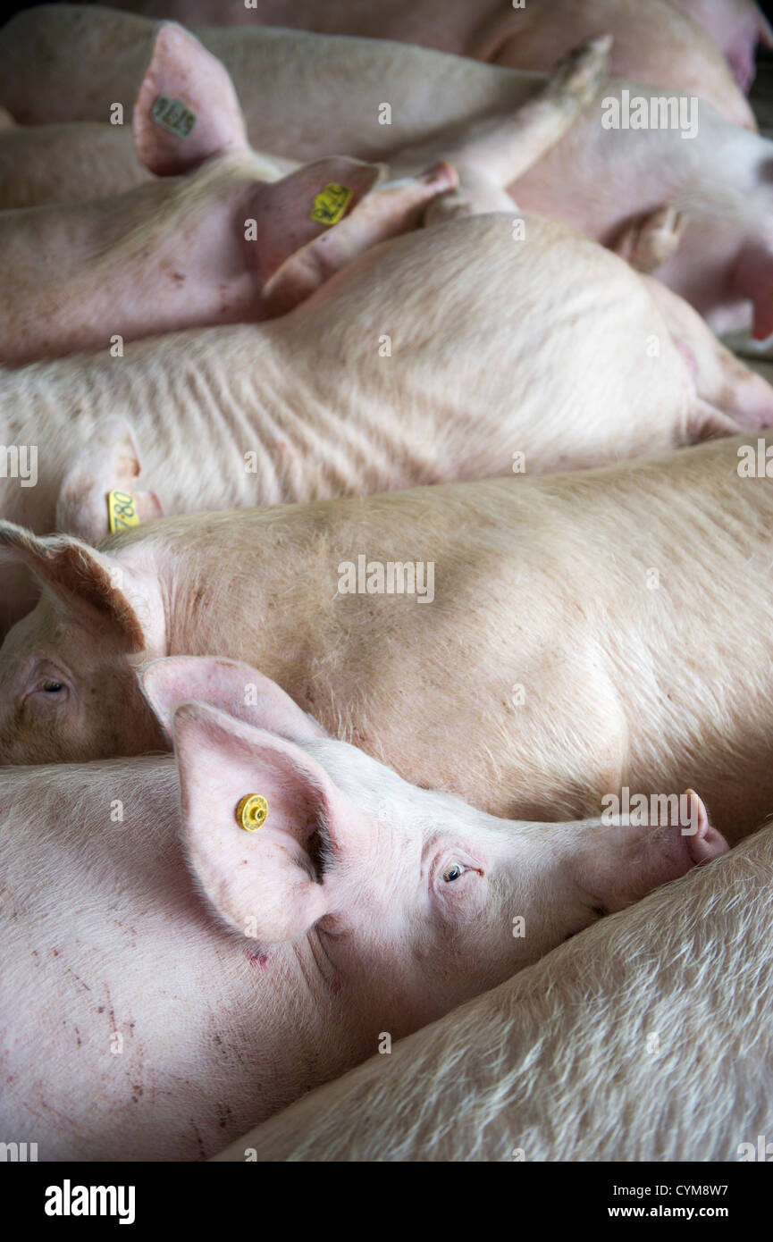Breeding sows and pigs at hog farm in Maryland Stock Photo