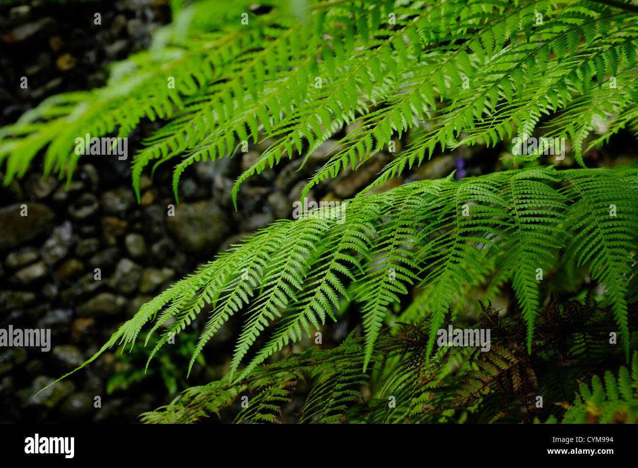 Dicksonia antarctica (soft tree fern, man fern) Leaf detail and close up Stock Photo