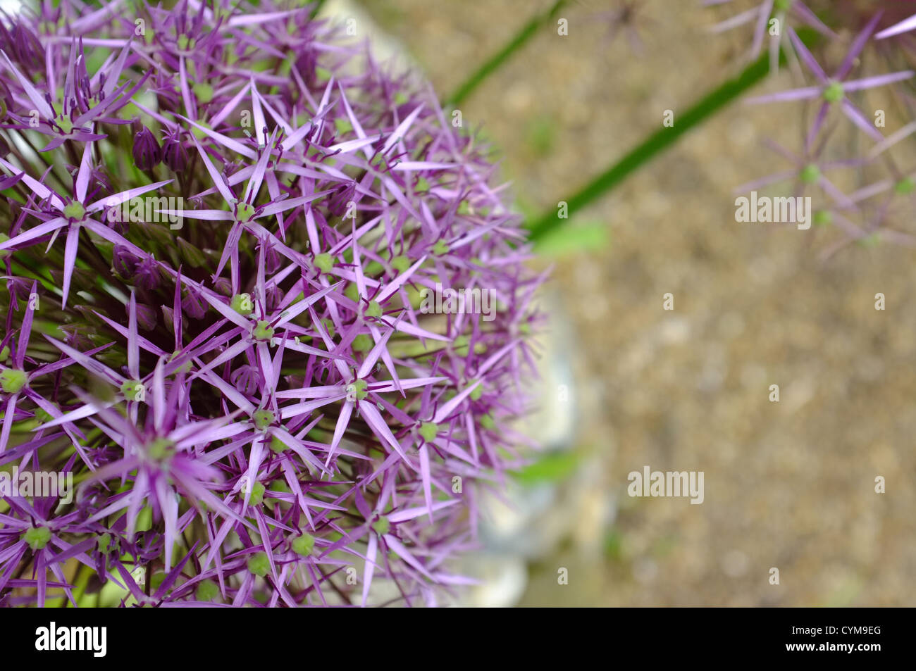 Star of Persia Allium cristophii - Close up flower detail Stock Photo