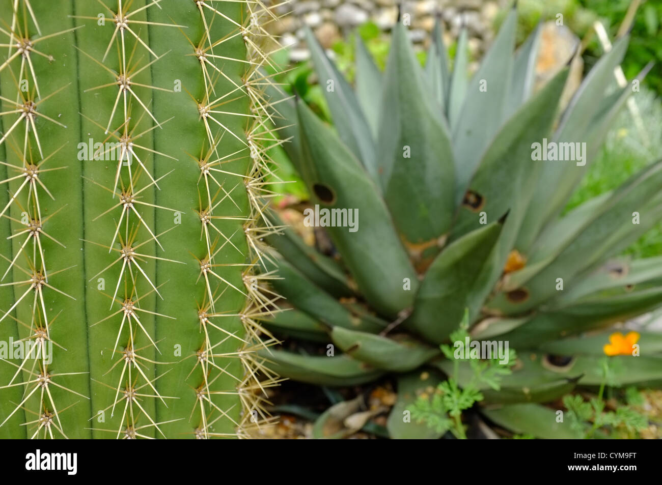 Trichocereus pachanoi Cactus on left and Agave nigra on right Stock Photo