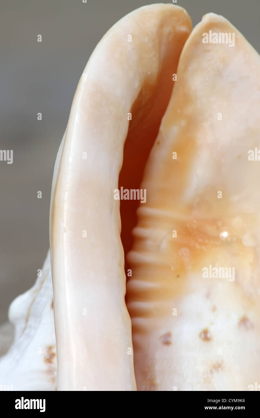 Sea Shell Sil Seashell sea life animal hi-res stock photography and images - Alamy