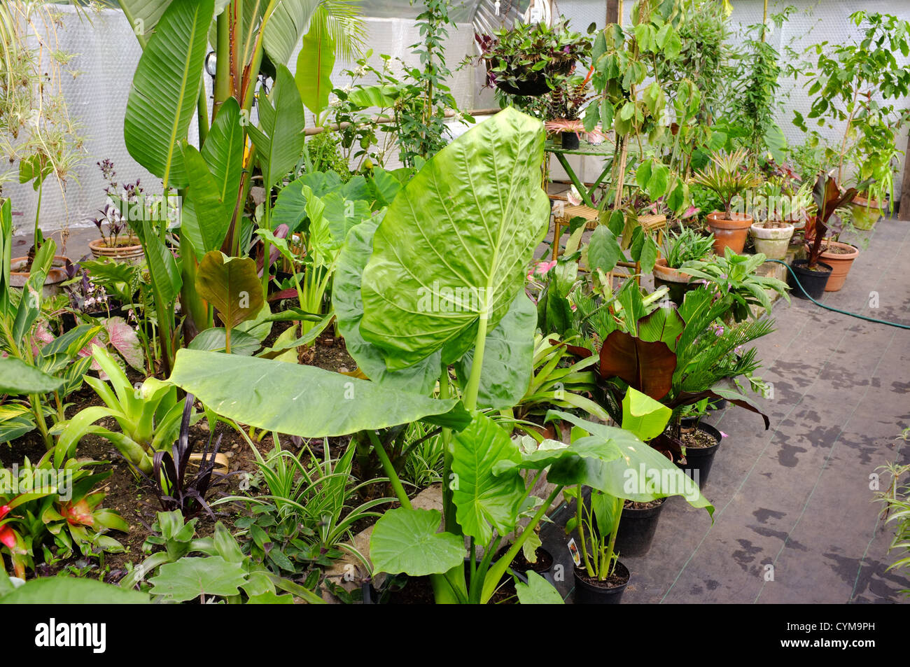 Inside a poly tunnel full of tropical and exotic plants Stock Photo