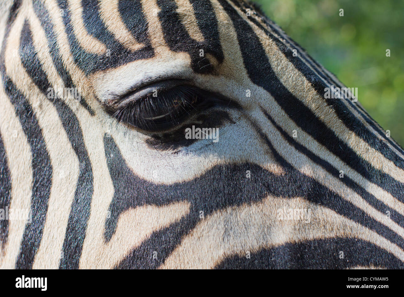 close-up portrait of striped zebra Stock Photo - Alamy