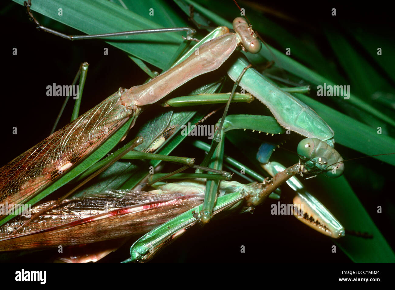 Praying mantis Polyspilota aeruginosa eating mate while a second male sits on her back in the hope of also mating with her Kenya Stock Photo