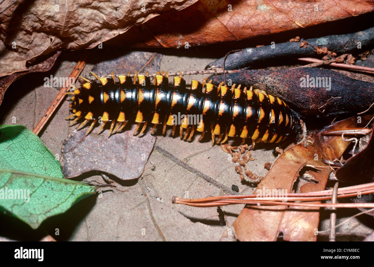 Warningly coloured flat-backed millipede (Cherokia georgiana: Xystodesmidae) in deciduous forest, Tennessee USA Stock Photo