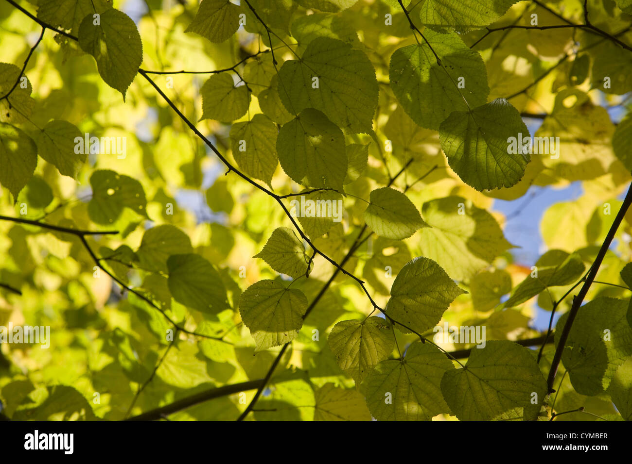 Looking up through dappled leaves to blue sky Stock Photo - Alamy
