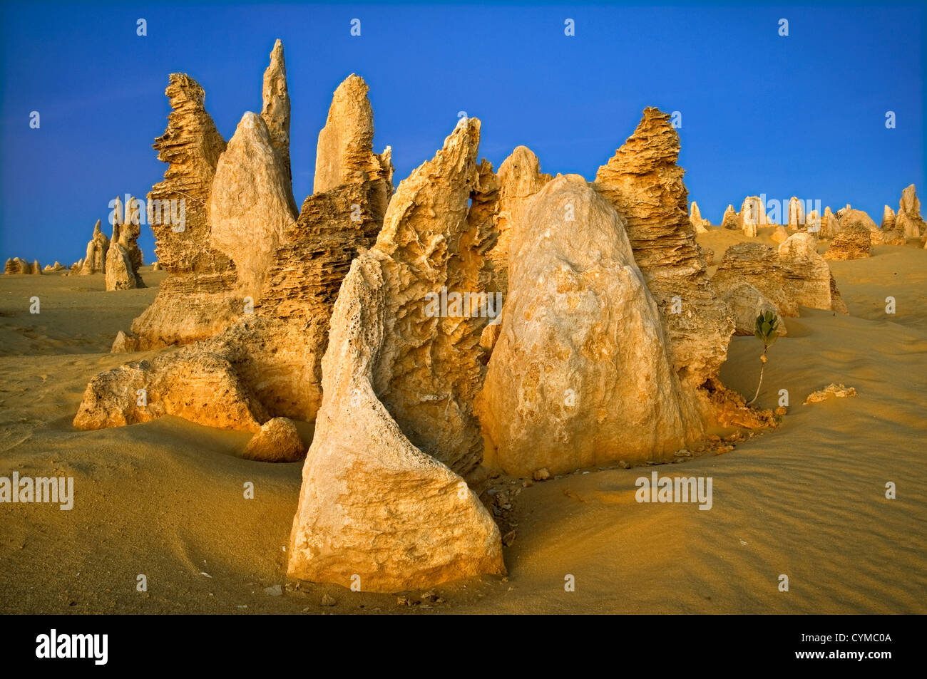 Pinnacle Desert in afterglow. Stock Photo