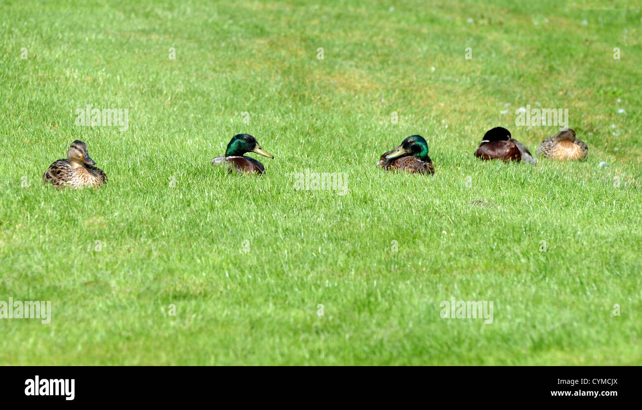 mallard ducks in a row number 3260 Stock Photo