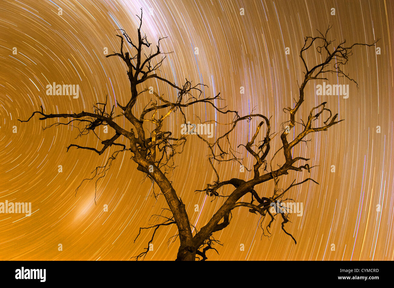 Ghostly tree under star trails. Stock Photo