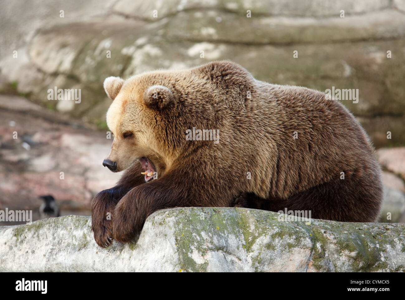 Drowsy bear yawning as hibernation time is about to come. Stock Photo