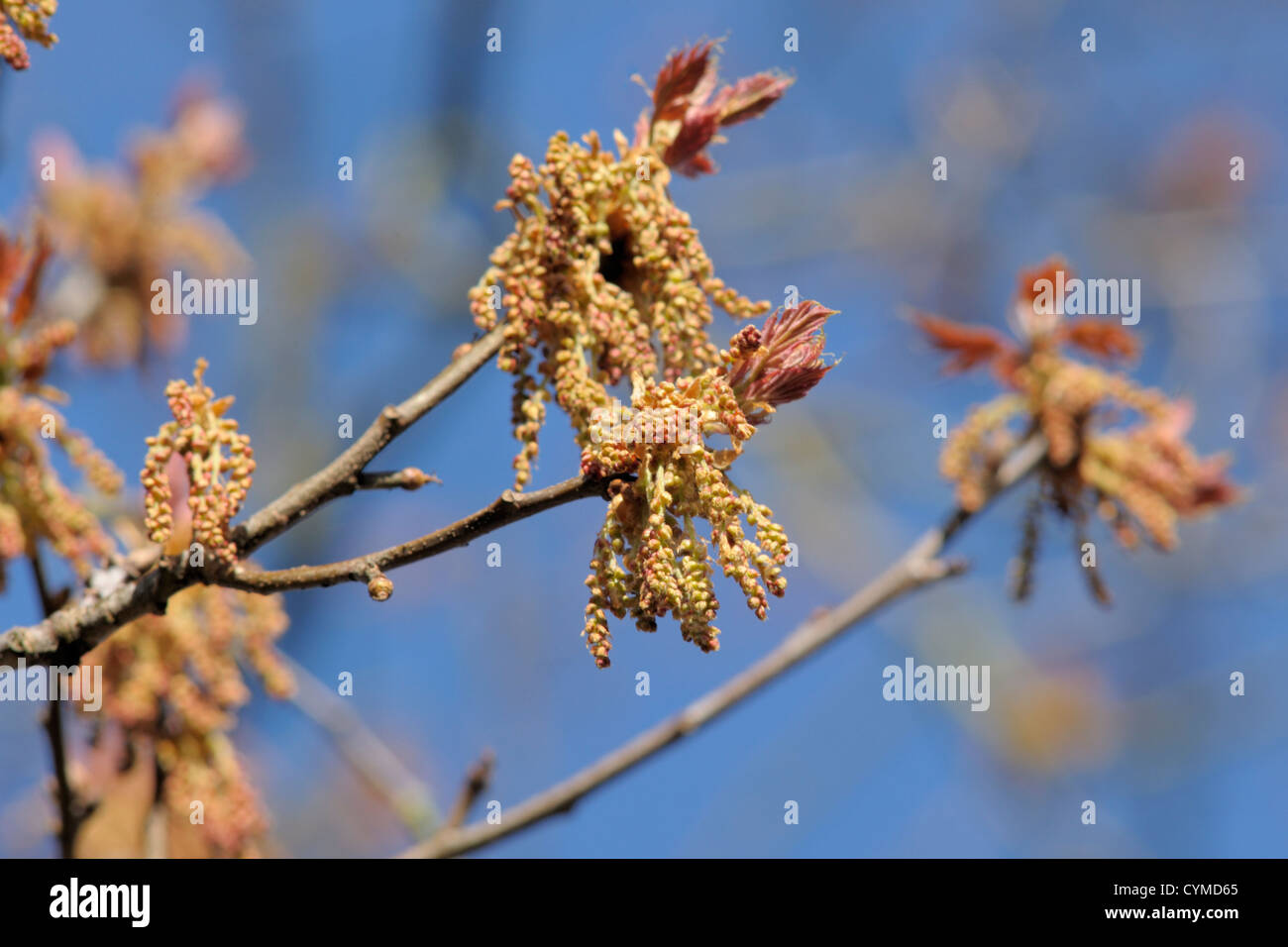 Red Oak flowers, Quercus rubra Stock Photo Alamy