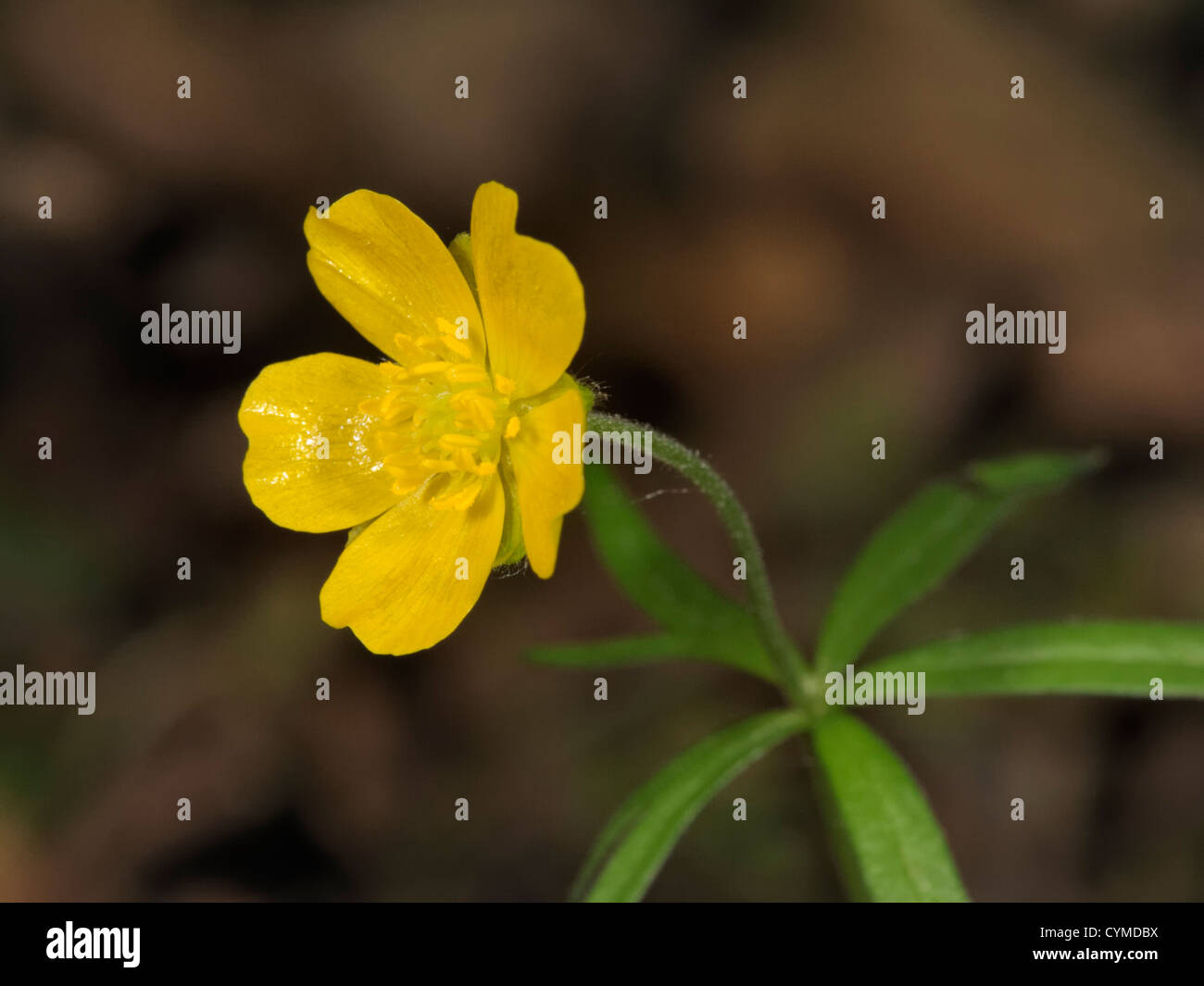 Goldilocks Buttercup, Ranunculus auricomus Stock Photo