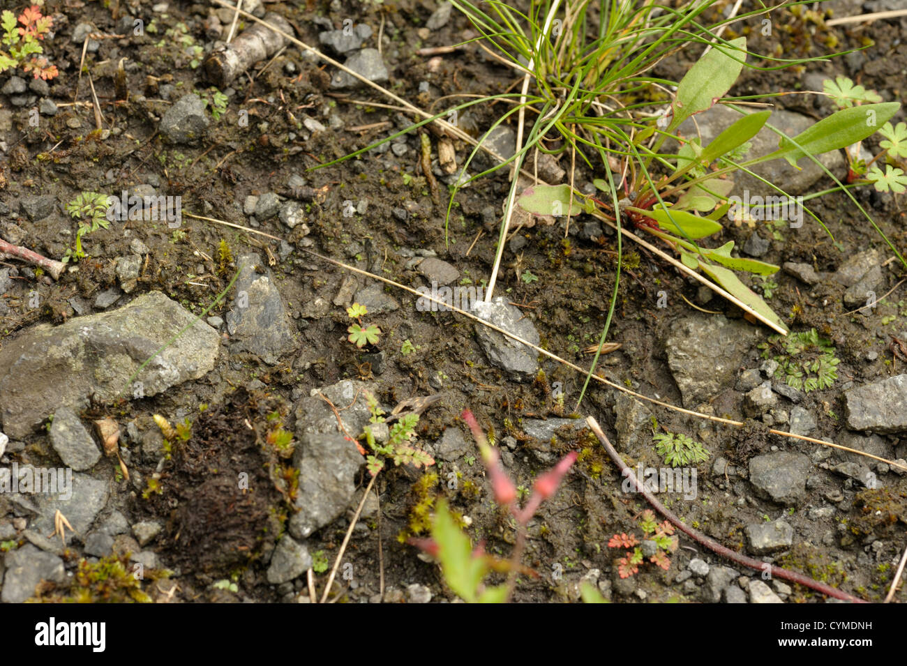 Black Crystalwort, Riccia nigrella, habitat with the minute plants just visible Stock Photo