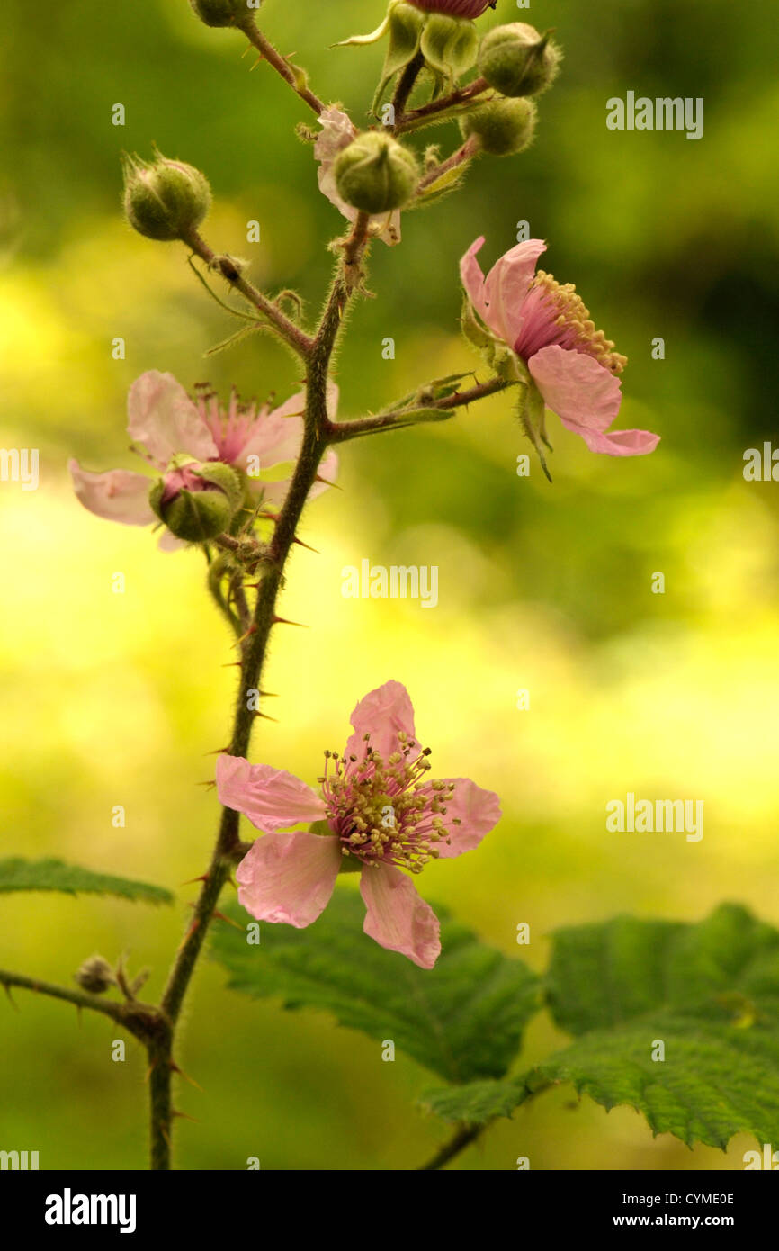 Bramble or Blackberry flowers, Rubus vestitus Stock Photo