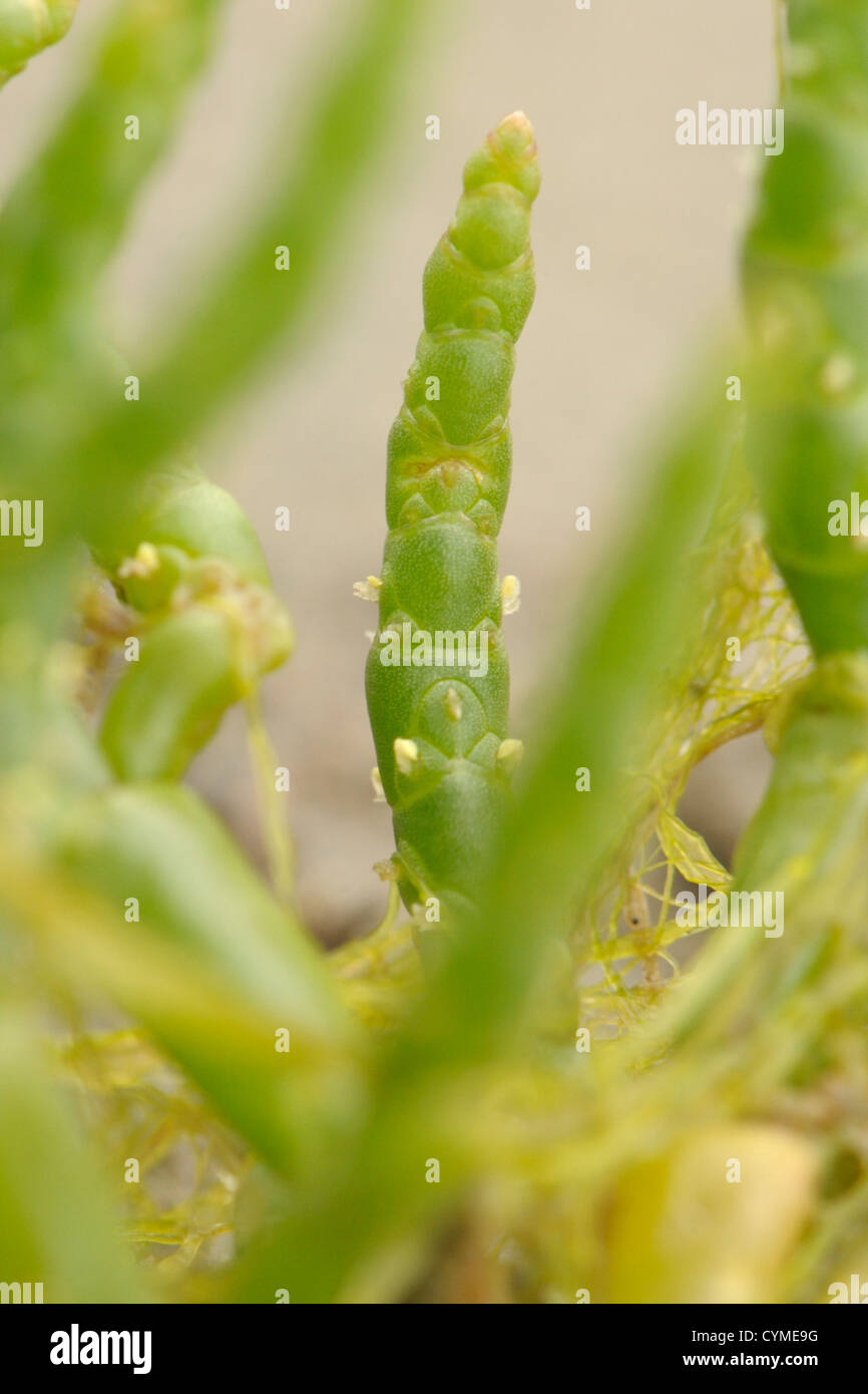 Long-spiked Glasswort, Salicornia dolichostachya or Salicornia procumbens agg. Stock Photo